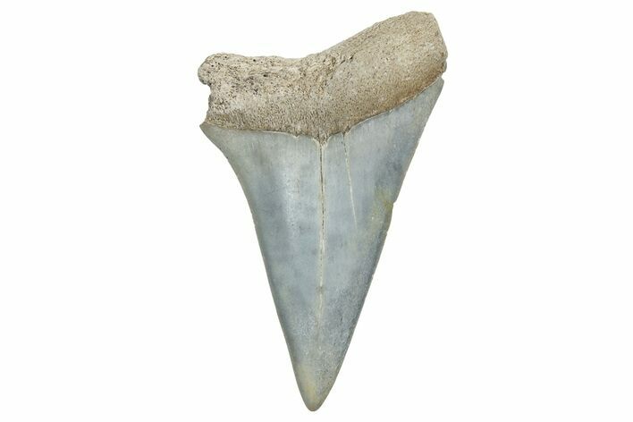 Fossil Broad-Toothed Mako Tooth - Georgia #339897